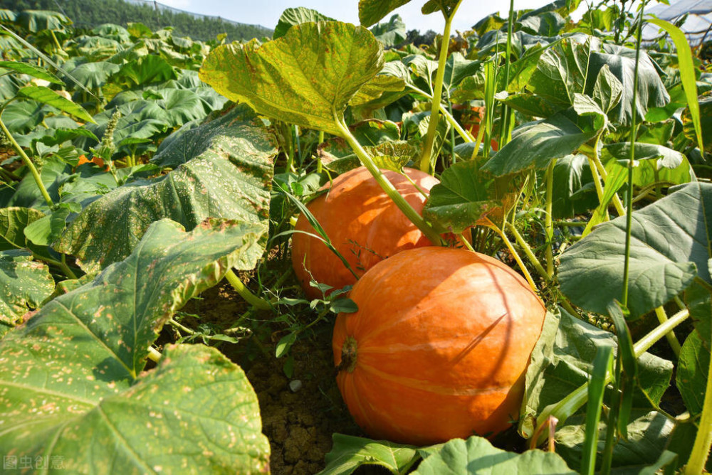 南瓜|南瓜种子怎么种？可以直接种吗？详细种植方法有哪些？