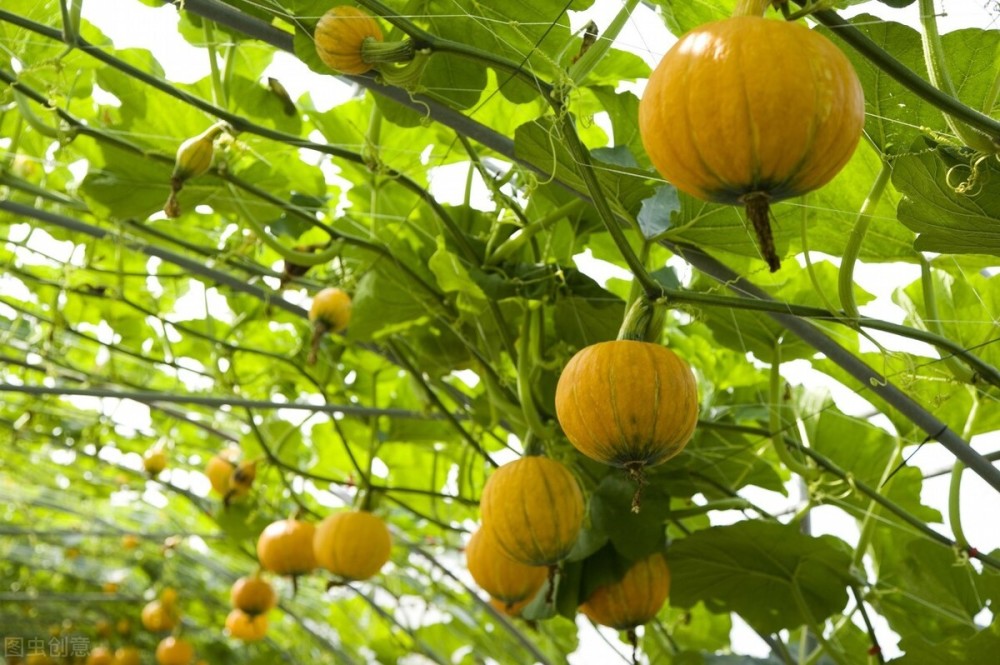 南瓜|南瓜种子怎么种？可以直接种吗？详细种植方法有哪些？
