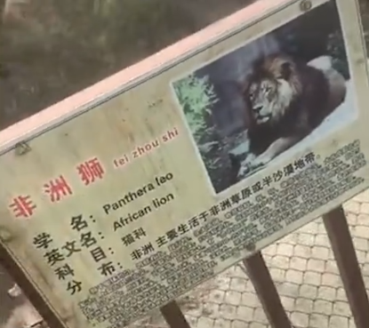 动物园回应狮子泡水池中疑似死亡-WordPress极简博客