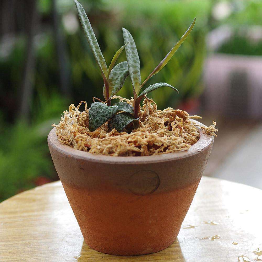 盆栽|养花用对肥将会事半功倍，试试这2种肥，养啥花都好活