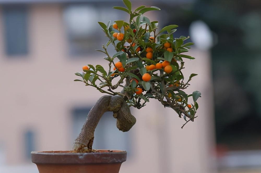 盆栽|养花用对肥将会事半功倍，试试这2种肥，养啥花都好活