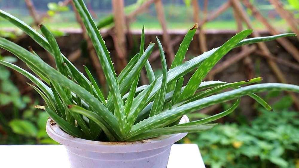 盆栽|养花用对肥将会事半功倍，试试这2种肥，养啥花都好活