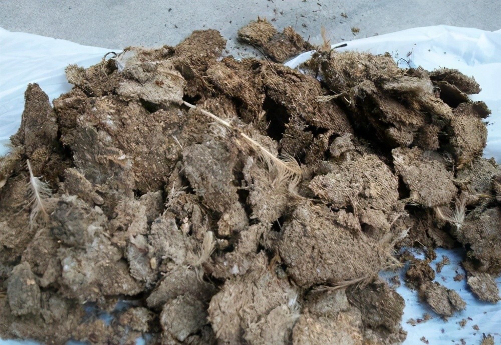 盆栽|养花用对肥将会事半功倍，试试这2种肥，养啥花都好活