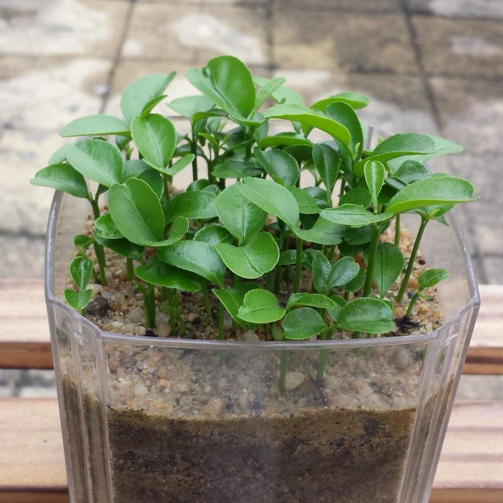 盆栽|养花用对肥将会事半功倍，试试这2种肥，养啥花都好活