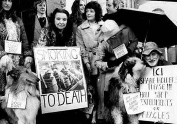 烟草公司|为证明香烟无害，英国烟草公司每天强迫狗抽100支烟，结果如何