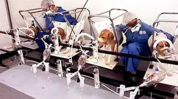 烟草公司|为证明香烟无害，英国烟草公司每天强迫狗抽100支烟，结果如何