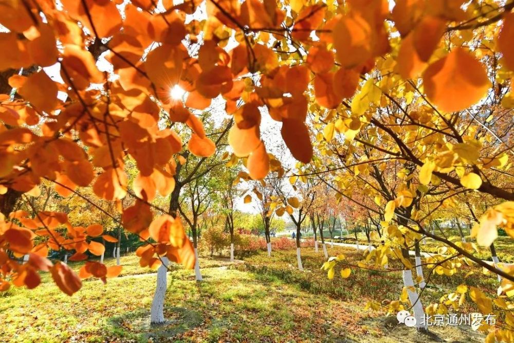 大运河森林公园|超美！城市副中心“一环”已建成6座公园！快来打卡