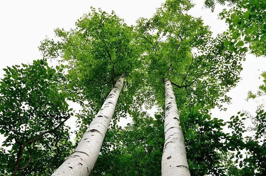 竹木牙角,木成林——桦木