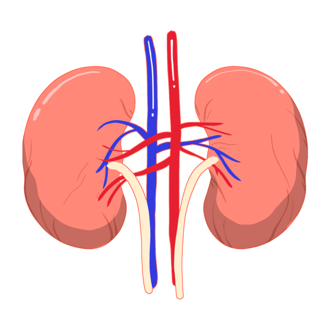 世界肾脏日1234567它们都可以造成肾脏病
