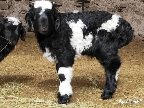 羔羊|春季羔羊痢疾高发，要如何防治？