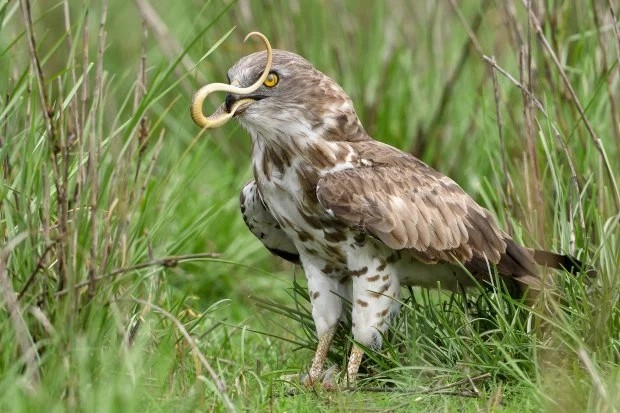 2米的蛇,紧接着高速俯冲下来,抓住了蛇头以后,先用利爪将蛇头"撕了".