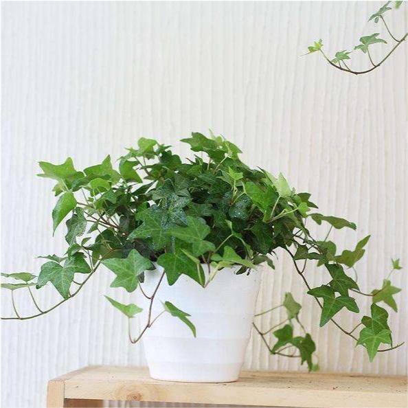 家里有甲醛怎么办这三种植物杀菌除甲醛