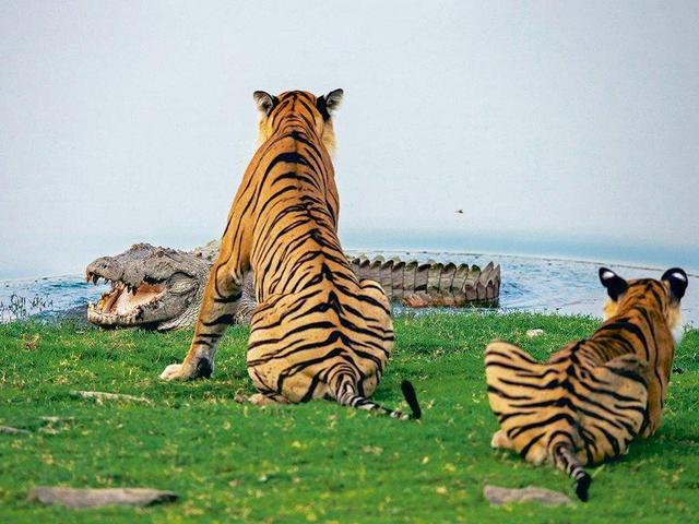 老虎河里泡澡,鳄鱼悄然下水,到了身边发现是惹不起的家伙