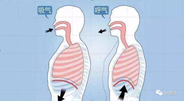 小知识推送 横膈膜 腹腔 肺部 横隔膜