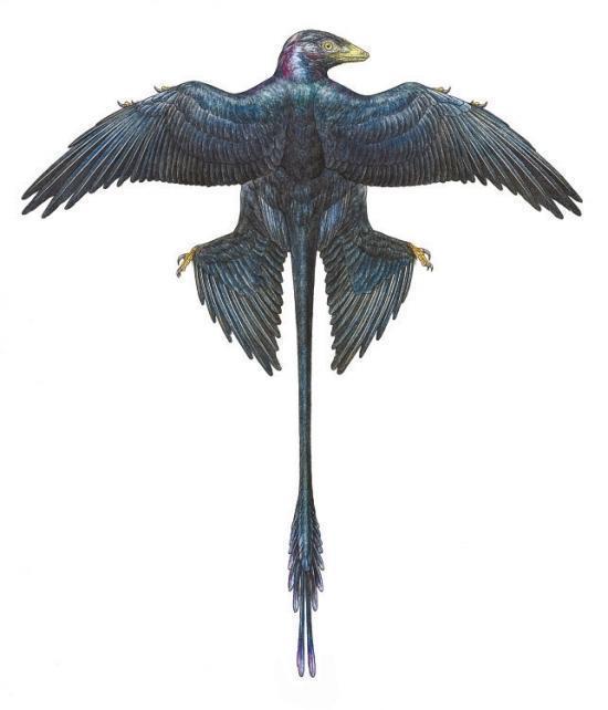 长有两对翅膀的恐龙在家族中绝对是异类,最小的恐龙之一