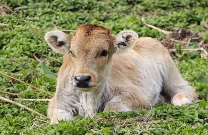 犊牛腹泻|这几点你都做到了，冬季犊牛腹泻问题就没有了