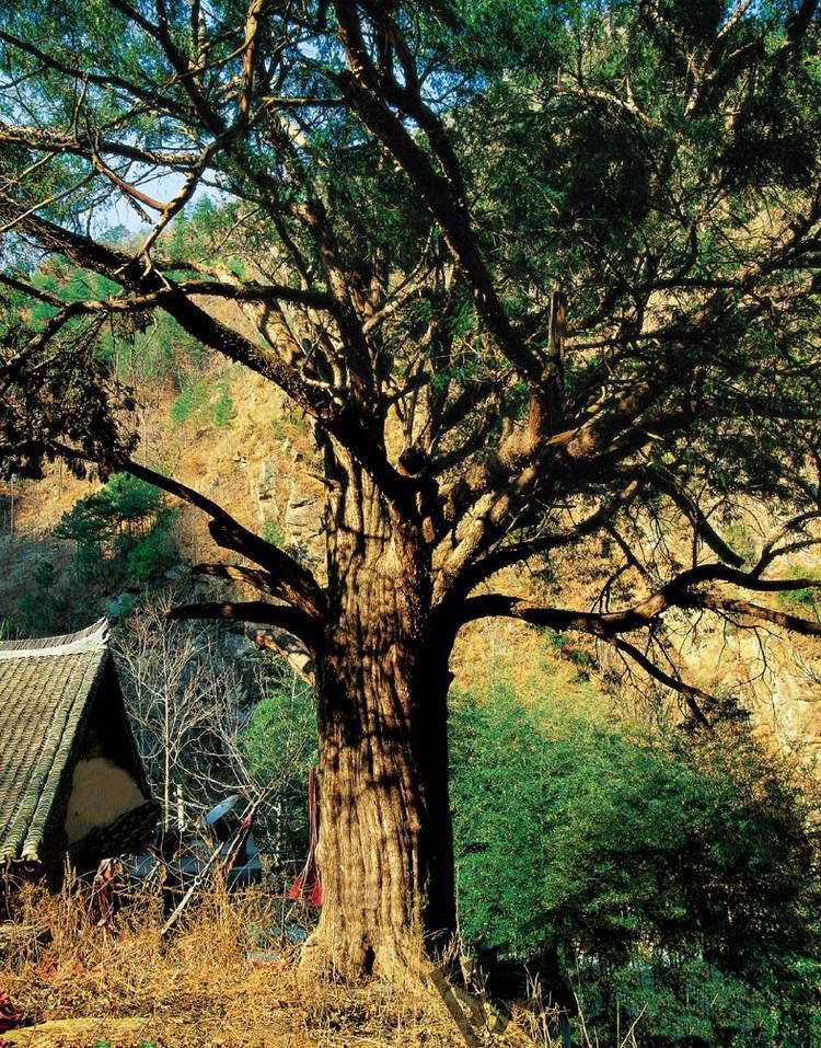 野生植物保护陕西持续加大秦岭红豆杉保护力度