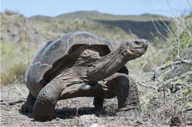 全世界最稀有的龟灭绝百年重新现世被发现时已活了100多岁