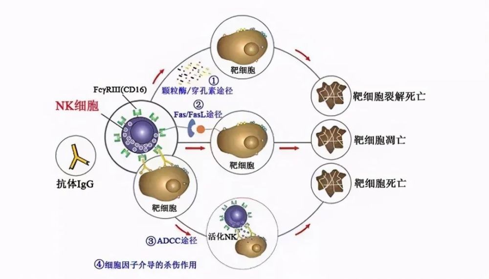 Nk细胞能治疗癌症 您体内的nk细胞够用没 腾讯新闻