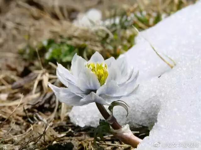 天山 雪 雪莲 雪域高原 喜马拉雅山 遐想 腾讯新闻