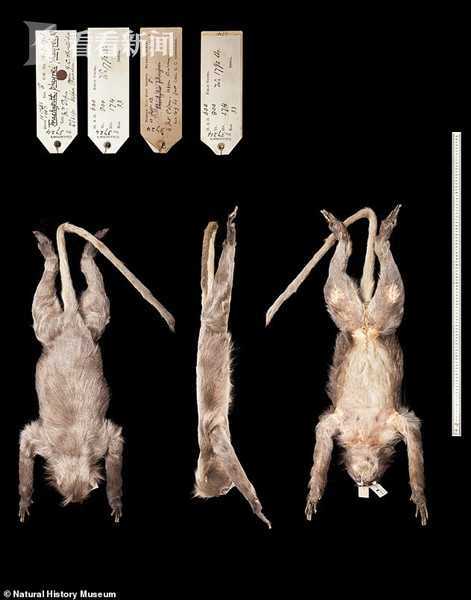 波巴叶猴|超萌！缅甸发现濒危新物种“波巴叶猴” 白眼圈长尾巴 全球仅剩250只