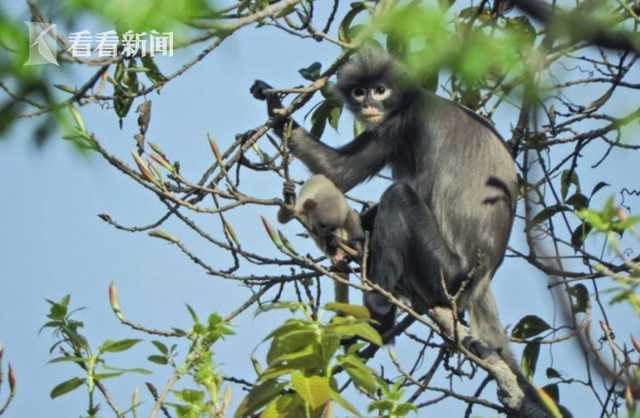 波巴叶猴|超萌！缅甸发现濒危新物种“波巴叶猴” 白眼圈长尾巴 全球仅剩250只