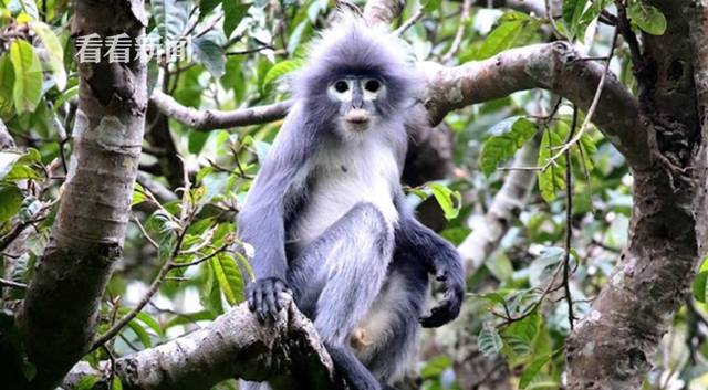 波巴叶猴|超萌！缅甸发现濒危新物种“波巴叶猴” 白眼圈长尾巴 全球仅剩250只