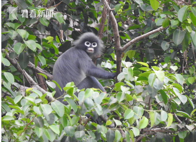波巴叶猴|超萌！缅甸发现濒危新物种“波巴叶猴” 白眼圈长尾巴 全球仅剩250只