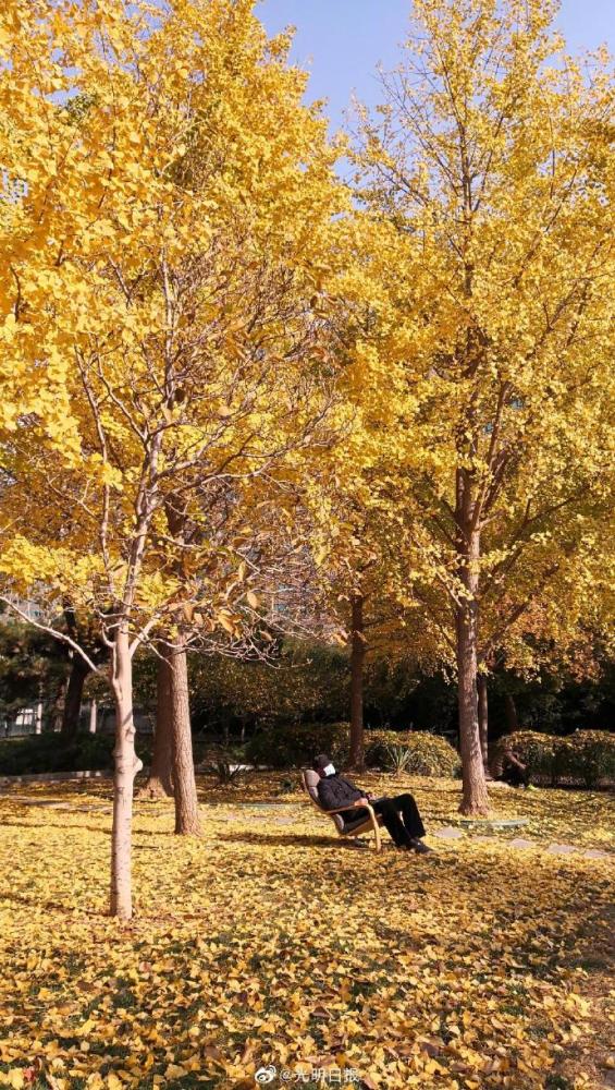 北京|北京的银杏你爱看吗