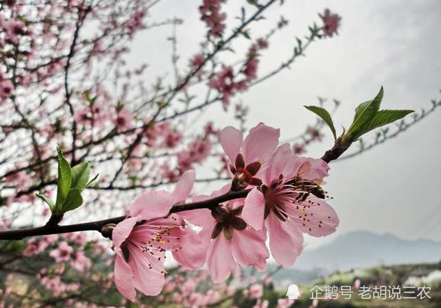 桃花是什么季节开的(石榴花是什么季节开的)