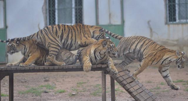 世界上最大的老虎 东北虎体长达2 8米 狮王在它面前就是个弟弟 东北虎 老虎 狮王 狮子