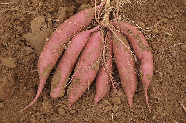 红薯打什么叶面肥长得快?红薯生长期怎么用肥?