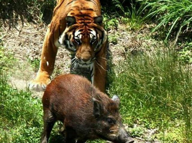 没想到野猪的战斗力将如此强悍,老虎虽说有点惨,但毕竟是百兽之王,在