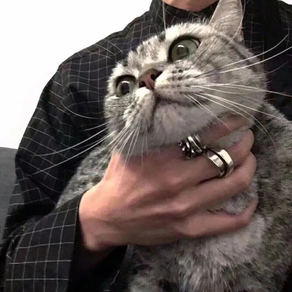 治愈系男生抱猫头像总有一些温暖与你不期而遇