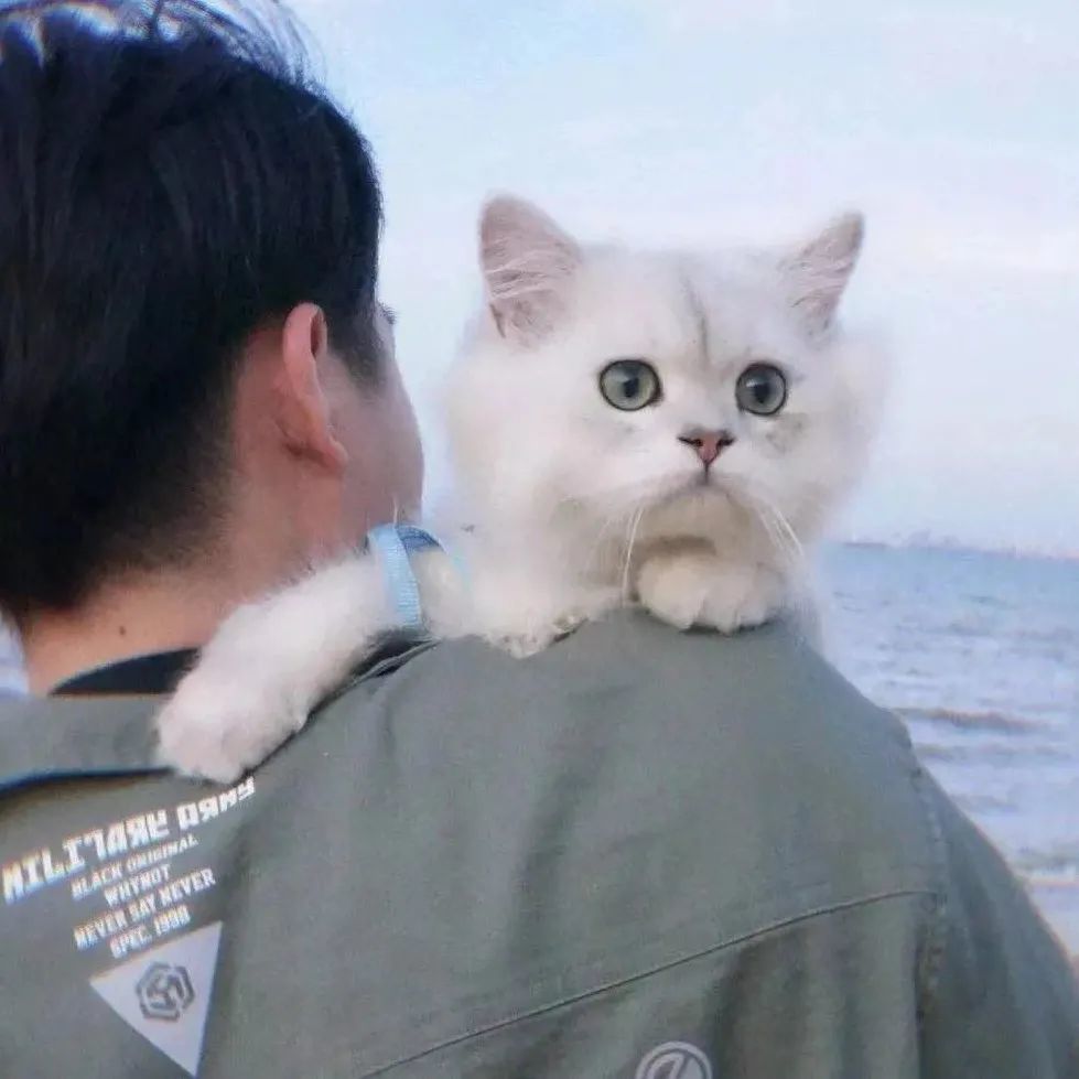 治愈系男生抱猫头像总有一些温暖与你不期而遇