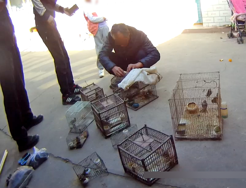 北京|北京林地架设粘网非法捕鸟，4名非法狩猎野生动物嫌疑人被刑拘