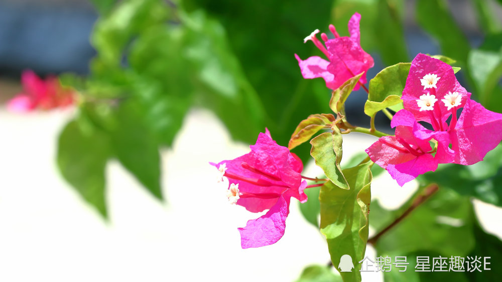 11月14日星座运势 临危不乱 循序渐进的四大星座 腾讯新闻