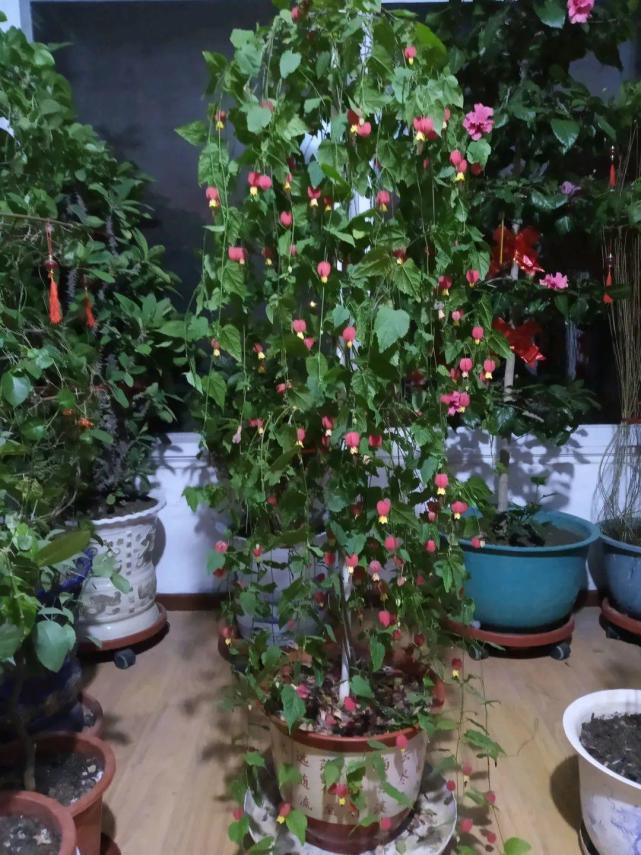 家里养蔓性风铃花 宛若一帘幽梦 美得太富贵 腾讯网