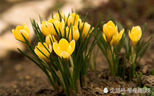 11月14日 18日星座运势 双子柳暗花明 天秤注重细节 水瓶心甘情愿 双子座 天秤座 星座运势