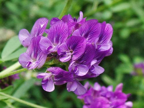 紫花苜蓿种子种植几天出芽 发芽率测试 种植后14天出芽报告 腾讯新闻