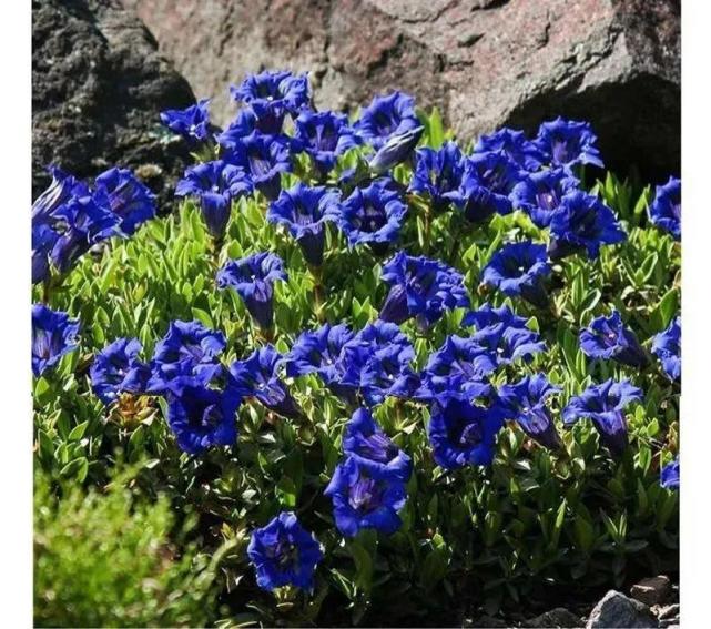 天冷才开的龙胆花 爆了上百朵 零度之下照样美 腾讯网