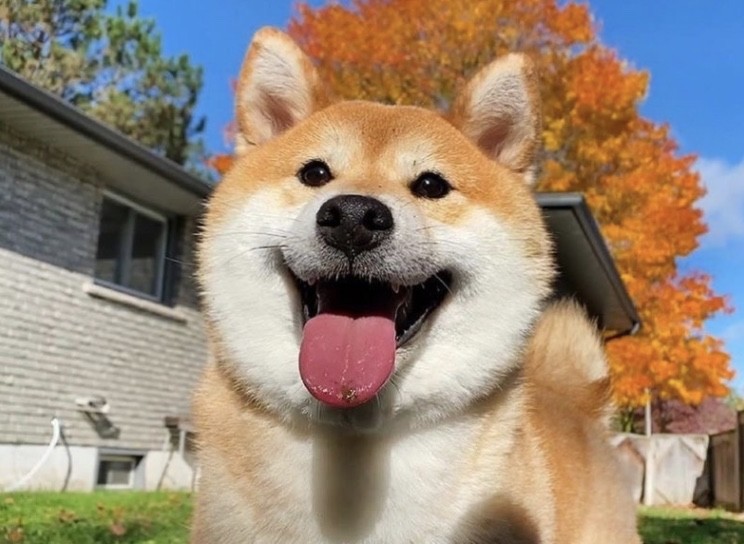 如何挑选柴犬幼犬 赤柴汇总篇 必看 腾讯新闻