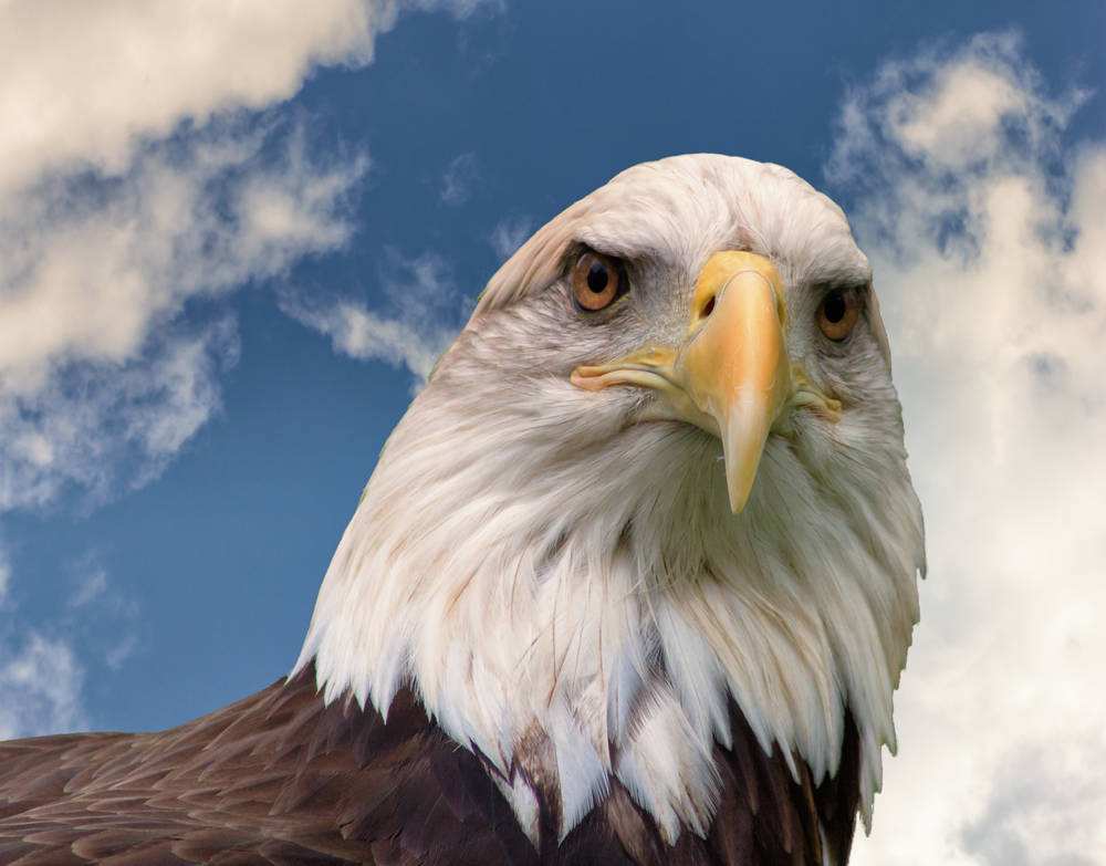 高卢|全世界用鸟作为国旗的国家，其中一个是世界霸主，其实我国也有