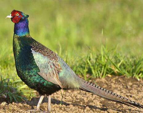 高卢|全世界用鸟作为国旗的国家，其中一个是世界霸主，其实我国也有