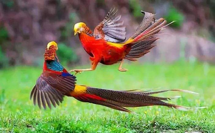 高卢|全世界用鸟作为国旗的国家，其中一个是世界霸主，其实我国也有