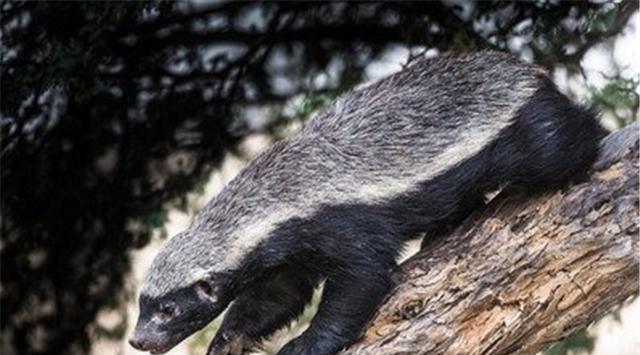 平头哥,把毒蛇当"辣条"吃,不怕中毒吗?其实真实的它被高估了!