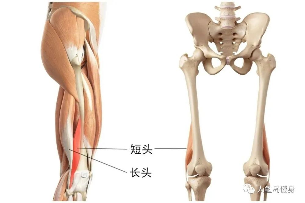 当我们屈膝坐姿时,伸手往膝盖窝外侧触摸就可以摸到它们的肌腱,而内侧