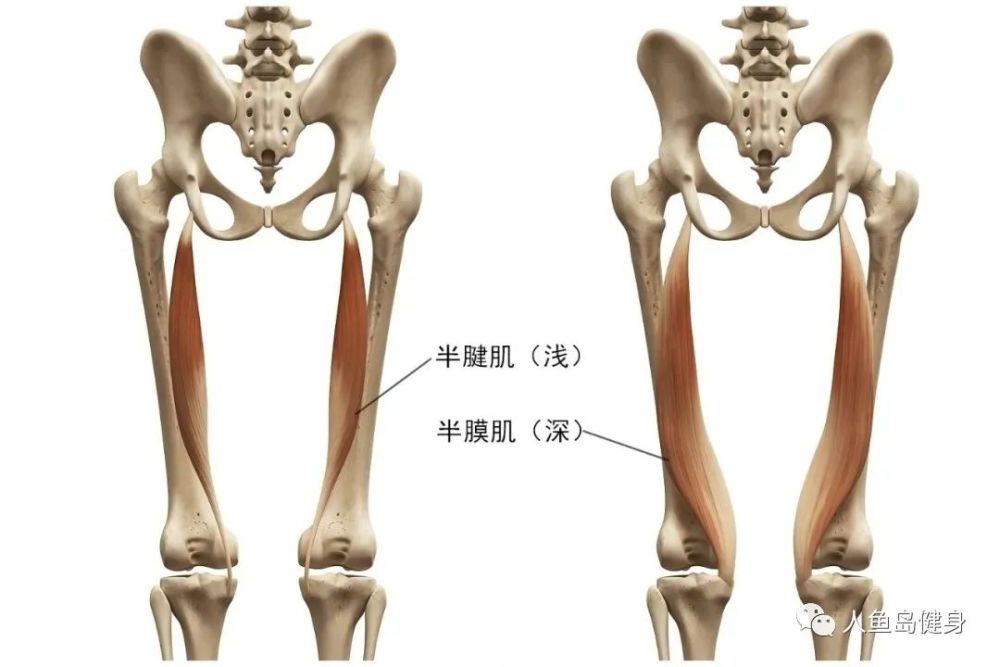 从腘绳肌的功能入手我们来分析为什么要强化腘绳肌的训练