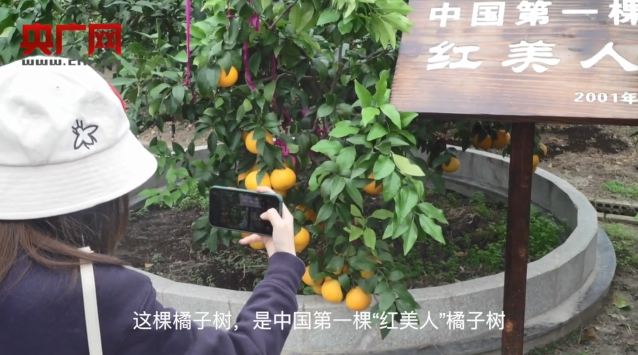 央广|亩均产收突破万美元！央广聚焦象山红美人