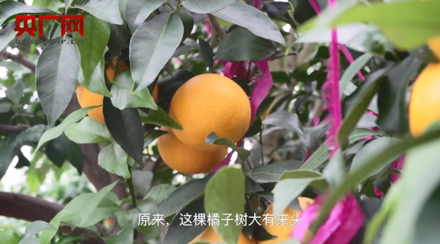 央广|亩均产收突破万美元！央广聚焦象山红美人